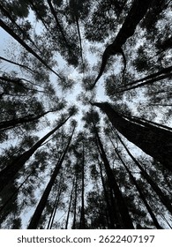 view of pine trees up to the sky