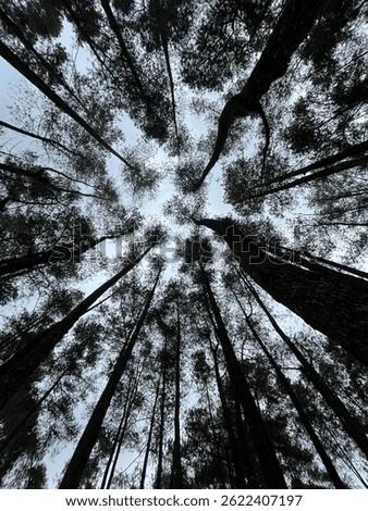 view of pine trees up to the sky