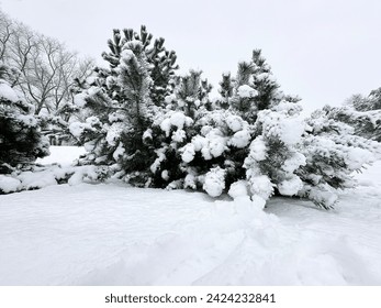 View of pine trees in winter.
