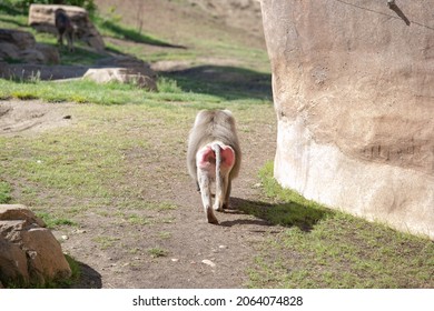 A view of a pink butt of a female Hamadryas baboon, walking towards the horizon.