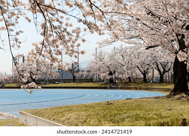 View of pink cherry blossom trees (Sakura Namiki) by the tracks of an athletic field on a sunny spring day, in Joetsu City 上越市, Niigata 新潟, Hokuriku Region 北陸地方, Japan