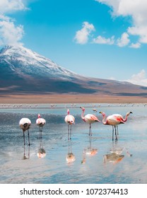 View Of Pink Flamingo Lake On The Border Between Bolivia And Chile