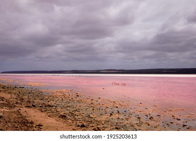 View Of Pink Lake With Dramatic Cloudy Sky, West Australia WA, Australia