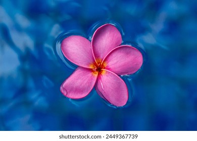 View of pink plumeria flower floating in pool

 - Powered by Shutterstock