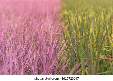 View Of Pink Rice Field In Phitsanulok Province, Thailand. The New Color Of Rice Which Accidental Discovery By Farmer