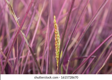 View Of Pink Rice Field In Phitsanulok Province, Thailand. The New Color Of Rice Which Accidental Discovery By Farmer