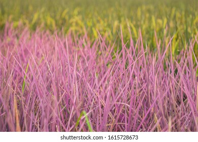 View Of Pink Rice Field In Phitsanulok Province, Thailand. The New Color Of Rice Which Accidental Discovery By Farmer