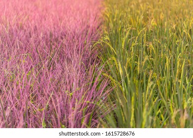 View Of Pink Rice Field In Phitsanulok Province, Thailand. The New Color Of Rice Which Accidental Discovery By Farmer