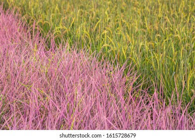 View Of Pink Rice Field In Phitsanulok Province, Thailand. The New Color Of Rice Which Accidental Discovery By Farmer