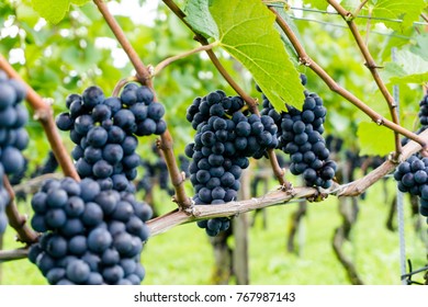 view of pinot noir wine grapes ready for harvest in a vineyard
