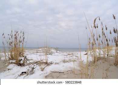 The view of the plants and the snowy beach near the sea in winter - Powered by Shutterstock