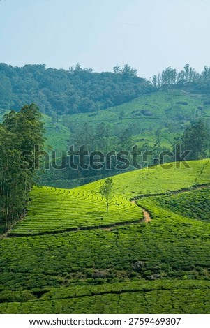View Point - Munnar Gap Road, Kochi-Dhanushkodi Highway, NH 85, Idukki, Kerala, South India, Western Ghats.