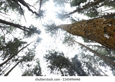 The view point of the tree will be in a kind of perspective which will show the height. Can notice the climate of the day.