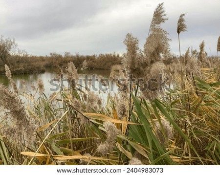 view of a pond among cane plants in the marshland of regional natural park of Camargue