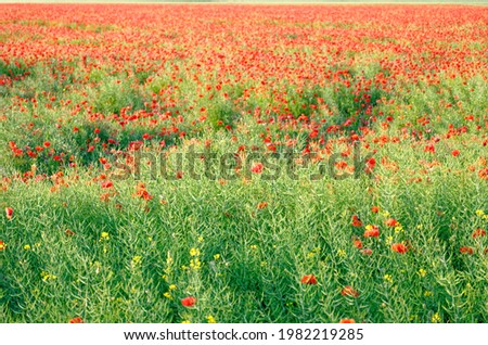 Similar – Image, Stock Photo Field full of poppies Trip