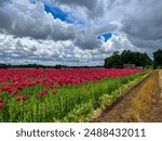 View of poppy field. Selective focus 