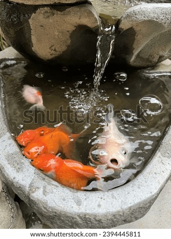 View the pregnant goldfish (Carassius auratus) is a freshwater fish in the family Cyprinidae of order Cypriniformes. It is commonly kept as a pet in indoor aquariums or fish pond . Or ikan mas koki