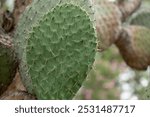 A view of a prickly pear cactus plant.