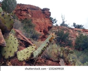 View Prickly Pear Cactus In Sedona, Arizona On Bear Mountain Trail.  