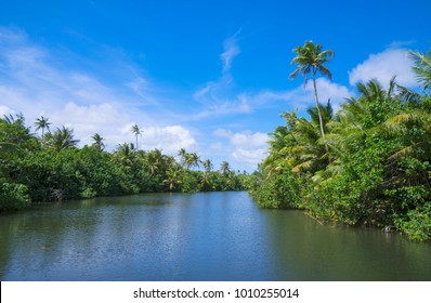 
A view of a primitive jungle on a boat along the river. Guam.