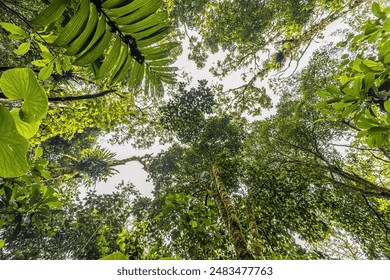 The view of the rainforest canopy from below is breathtaking. Towering trees stretch up towards the sky, their branches covered in lush green foliage. Forest scene of nature in Central America - Powered by Shutterstock