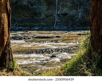 View Of Rapids Through Trees
