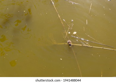 View Of A Rat On A Wooden Cane In A River Eating A Piece Of Bread