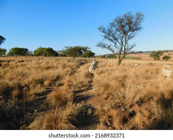 View From The Rear Of A Herd Of Hampshire Down Sheep Walking In A Straight Line Through A High Golden Winter's Grass Field Passing A Leafless Tree, Under A Blue Sky