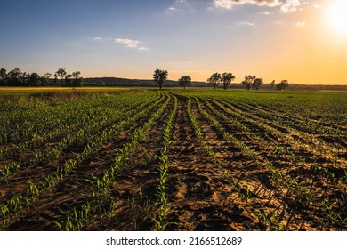 View of recently planted Midwestern corn field early in the evening; trees and setting sun in background