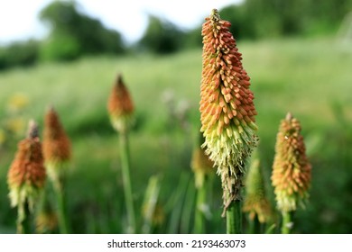 View Of Red Hot Poker Plant In Garden, Adygea