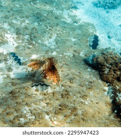 View of red lionfish in reef of New Caledonia