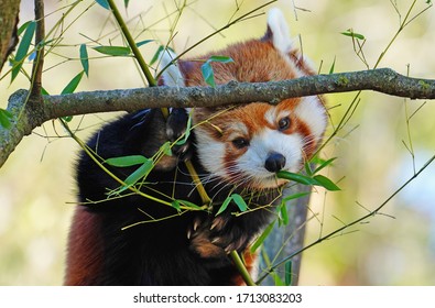 View of a Red Panda (Ailurus fulgens) eating bamboo leaves in an outdoor park - Shutterstock ID 1713083203