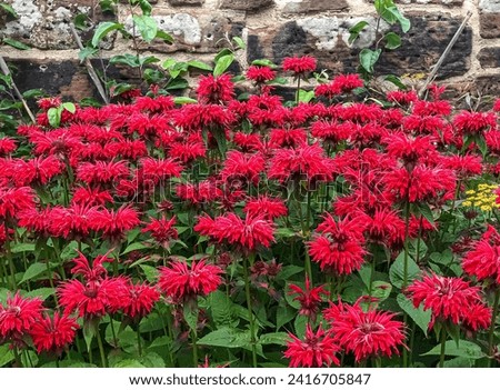 View of red Scarlet Beebalm plant. Selective focus 