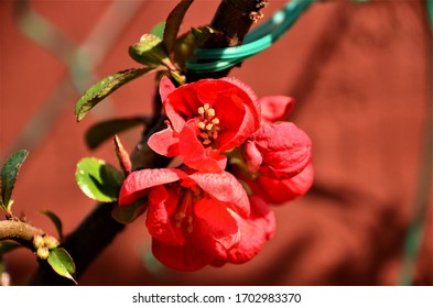 A view of the red spring flower blossoms on a Japanese Quince shrub  
