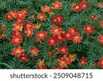 View of red and yellow marigold plants in full bloom, captured in a garden near the town of Villa de Leyva, in central Colombia.