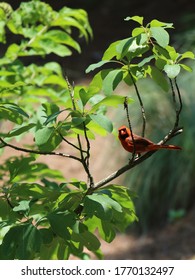 View of Redbird Sitting in Tree