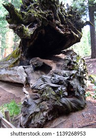 View Of Redwood Tree Root In Sequoia National Park                       