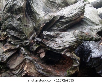 View Of Redwood Tree Root In Sequoia National Park                       