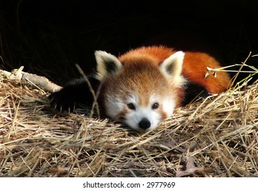 View Of A Resting Red Panda Cub