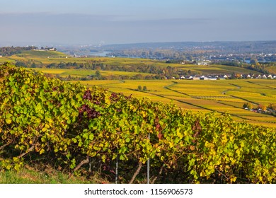 View To The Rhine Valley In Autumn