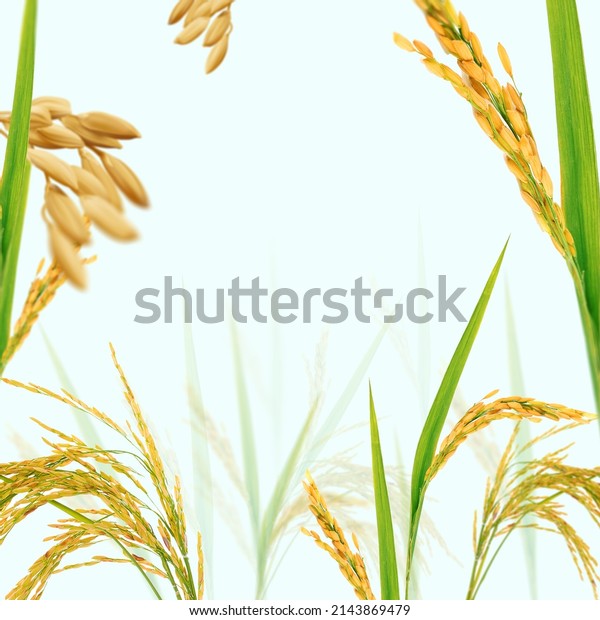 A view from rice field. The\
background is useful for branding, advertising, packaging of rice\
related products such as Poha, Rice Bran Oil, Rice Foods,\
etc.