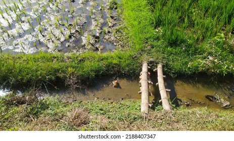 View In The Rice Field With A Moat On The Edge And Above It There Is A Simple Bridge To Cross To The Rice Field.
Location In Sukoharjo,Indonesia.