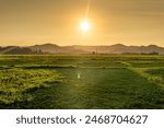 View of rice field in Phu Yen, Vietnam. Rice production in Vietnam in the Mekong and Red River deltas is important to the food supply. Travel and landscape concept