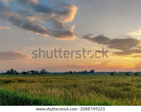 View of rice field at sunset