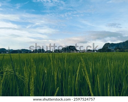 view of rice fields in the afternoon before sunset decorated with karst mountains as if they were a frame