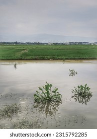 View of rice fields with cloudy sky and mountains in the background
