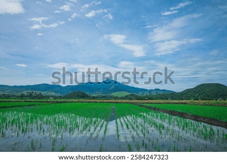 Similar – Image, Stock Photo Vast rice fields vast