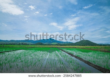 Similar – Image, Stock Photo Vast rice fields vast