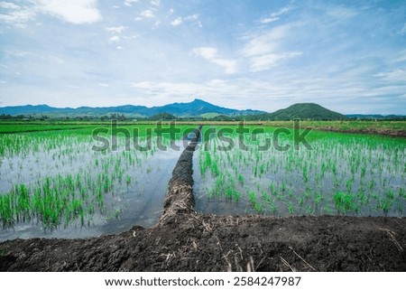 Similar – Image, Stock Photo Vast rice fields vast