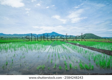 Similar – Image, Stock Photo Vast rice fields vast